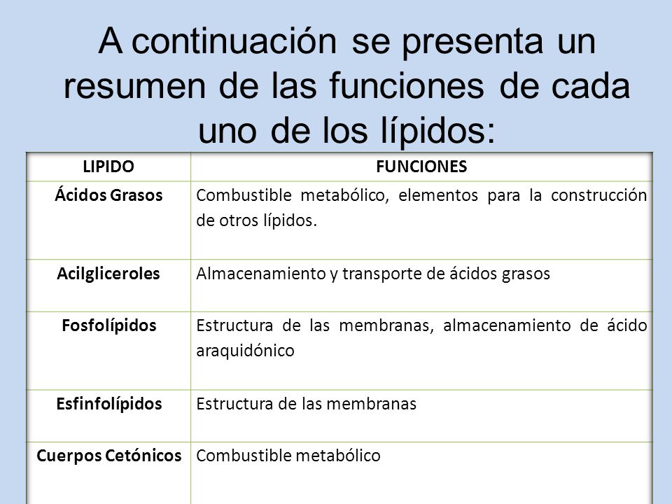 lipidos y grasas funcion
